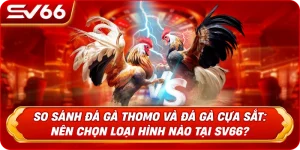 So Sánh Đá Gà Thomo Và Đá Gà Cựa Sắt: Nên Chọn Loại Hình Nào Tại SV66?